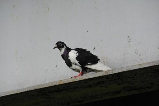 Pigeons, JPG Pigeons, JPG
