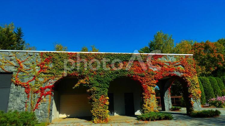 滝野すずらん丘陵のコキア 滝野すずらん公園,晩秋,秋の写真素材
