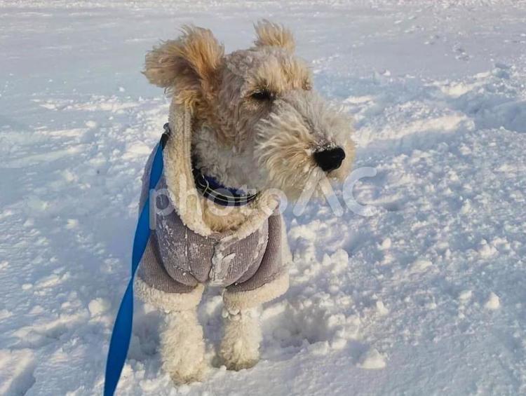愛犬と雪の中を散歩 愛犬,犬,ワイヤーフォックステリアの写真素材
