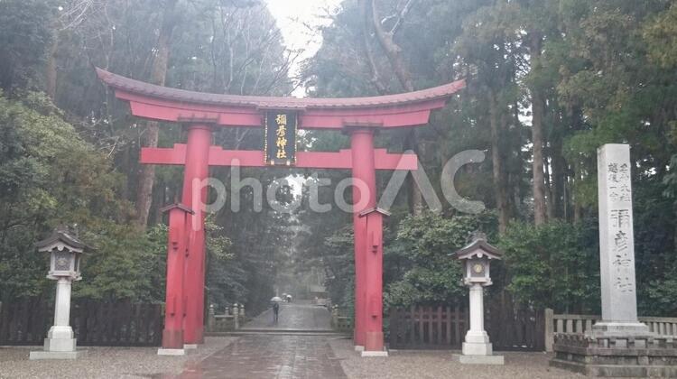 雨の彌彦神社 弥彦神社,彌彦神社,新潟県の写真素材