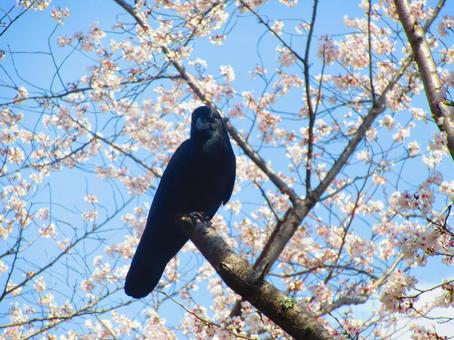 カラスと桜 カラスと桜の写真