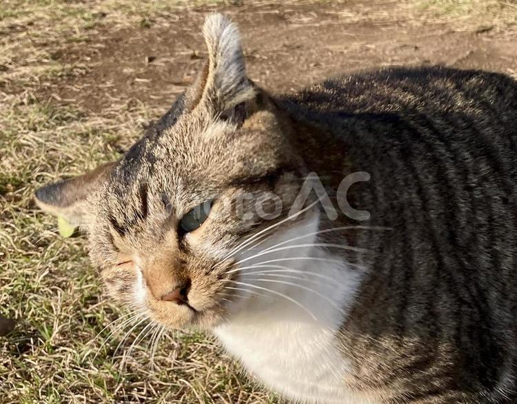 ウインクする猫（キジシロ野良猫）顔アップ ウインク,猫,動物の写真素材