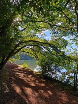 湖畔の散歩道 湖畔,散歩道,木漏れ日の写真素材