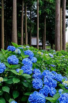 Hydrangea, JPG Hydrangea, JPG