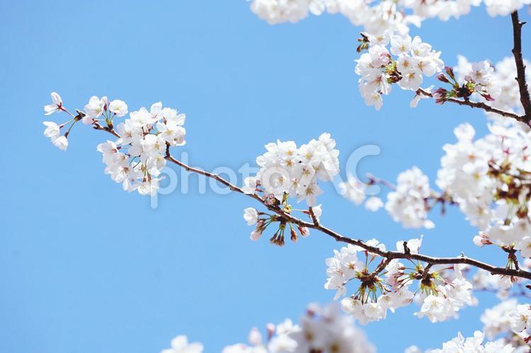 桜　枝　青空　 桜,さくら,花の写真素材