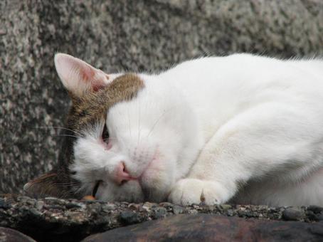 猫 3 20101121 猫 3 20101121の写真
