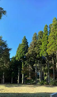 木々の風景 木々の風景の写真
