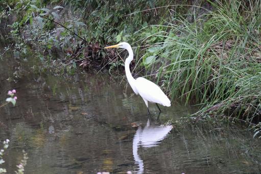 池に立つアオサギのいる森の風景 池,立つ,アオサギの写真素材