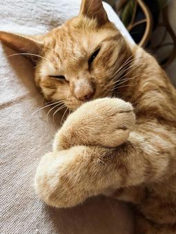 ファラオ猫の写真