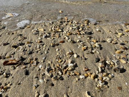 貝殻やヤドカリの多いビーチ２ ビーチ,砂浜,貝殻の写真素材