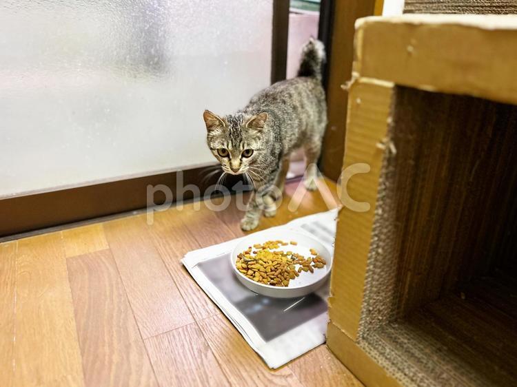 部屋に入って来た鍵シッポ猫 ノラ猫,鍵シッポ猫,サバトラ猫の写真素材