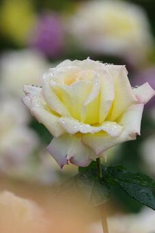 雨とバラ 雨とバラの写真