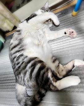 だらけるサバ白猫様 縦画像 だらけるサバ白猫様 縦画像の写真