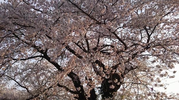 Sunset / Cherry blossoms in full bloom - Part 1, JPG