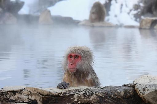 猿と温泉 猿と温泉 猿,温泉,雪の写真素材