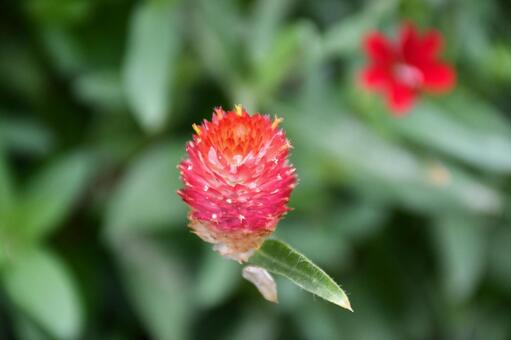 千日紅 花,植物,風景の写真素材