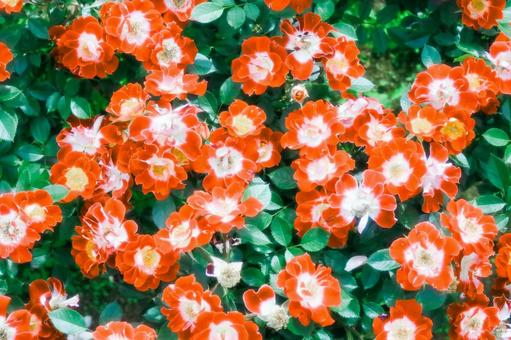 これも薔薇 これも薔薇 小さい薔薇,赤い薔薇,薔薇の写真素材