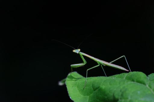 カマキリ カマキリの写真