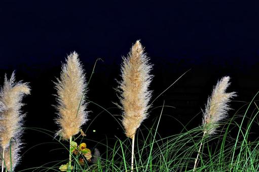 夕闇のパンパスグラス パンパスグラス,花,花穂の写真素材