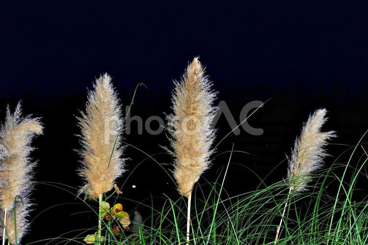 夕闇のパンパスグラス パンパスグラス,花,花穂の写真素材