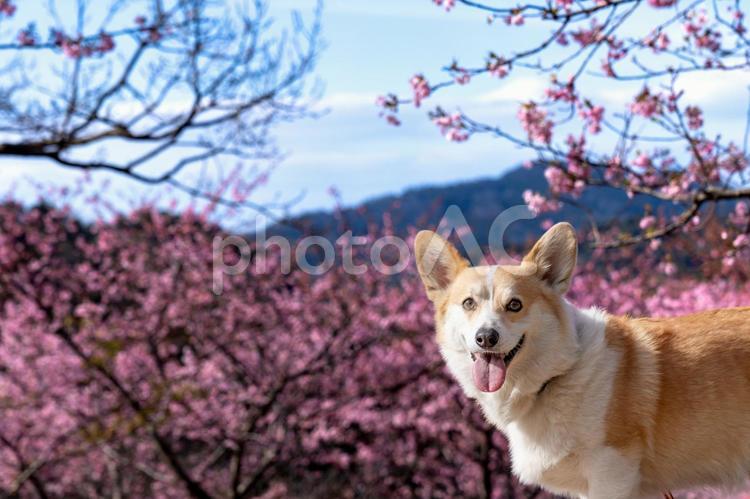 美しい自然の中で桜を楽しむコーギー コーギー,いぬ,桜の写真素材
