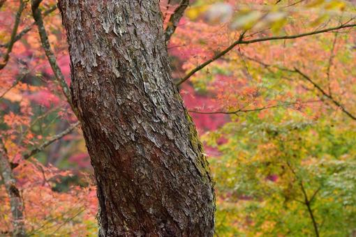 紅葉 紅葉の写真