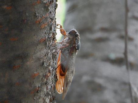 【昆虫写真】アブラゼミ(油蝉) 【昆虫写真】アブラゼミ(油蝉)の写真