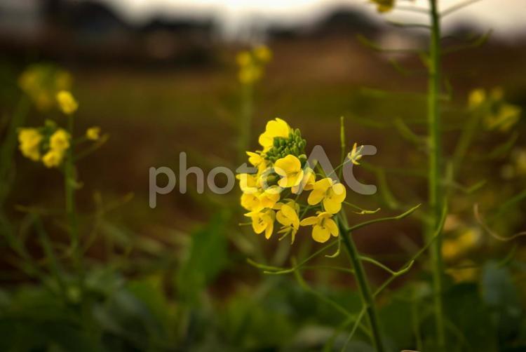 ＜五島の風景＞冬に咲いた菜の花 花,菜の花,菜の花畑の写真素材