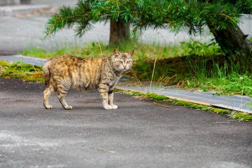 猫(139) 猫(139) 猫,食肉目,ネコ科の写真素材