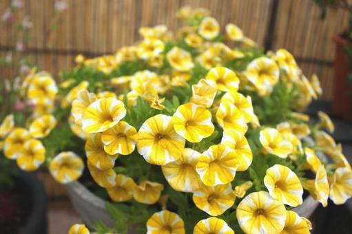花_スーパーベル_レモンスライス 花_スーパーベル_レモンスライスの写真