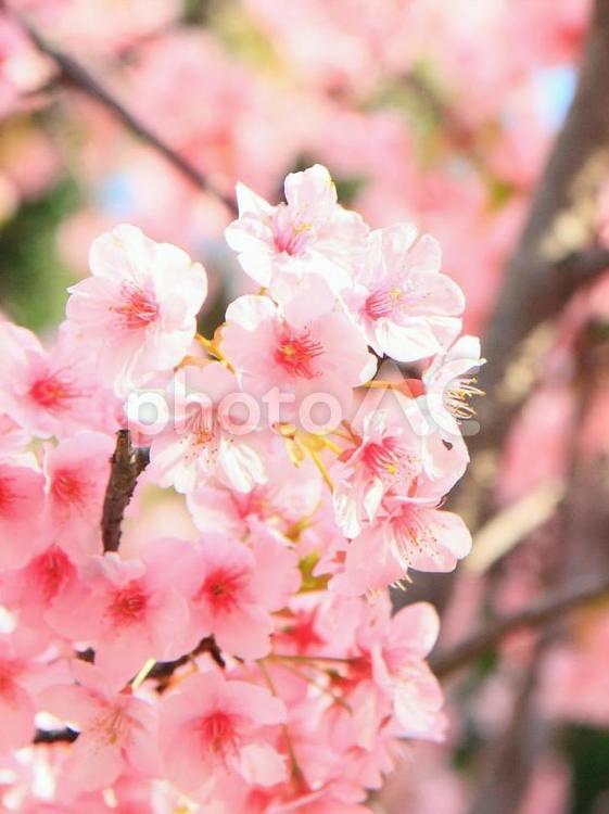 桜色 さくら,春,ピンクの写真素材