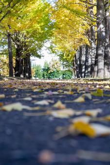 イチョウ並木 秋,冬,イチョウの写真素材