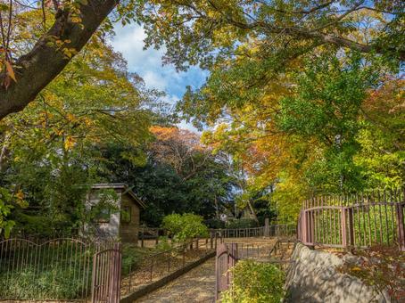 秋の多摩川台公園 秋,木,もみじの写真素材