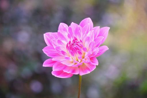 ダリア ダリア,花,ピンクの写真素材