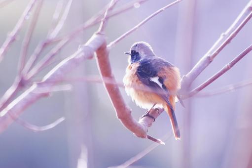 枝の上で丸くふくらんだジョウビタキ 枝の上で丸くふくらんだジョウビタキ 鳥,ジョウビタキ,冬の写真素材