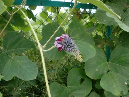 クズの花 クズの花 植物,花,マメ科の写真素材