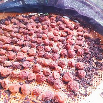 Making Umeboshi③, JPG