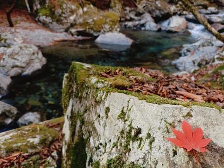 渓流に映える一葉の紅葉1 渓流に映える一葉の紅葉1 紅葉,渓流,渓谷の写真素材