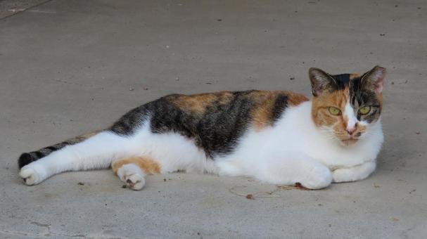 まったりと寛ぐもふもふであざとい三毛猫 三毛猫,猫,寝そべるの写真素材