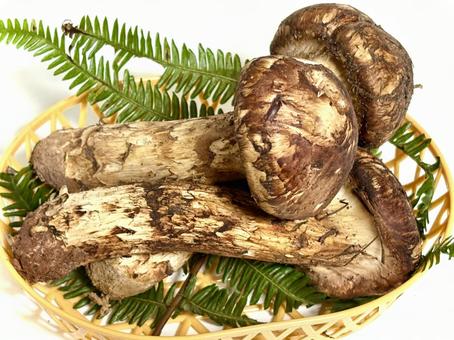 松茸のパック 松茸,きのこ,食べ物の写真素材