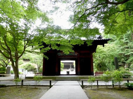 初夏の鎌倉・妙本寺の参道を進む 初夏の鎌倉・妙本寺の参道を進む 妙本寺,参道,寺の写真素材