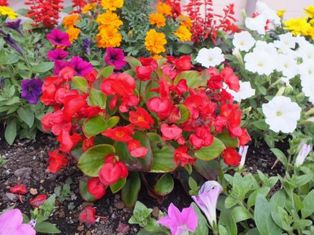 豪華な花壇　色とりどりの花 ベゴニア,赤い花,きれいの写真素材