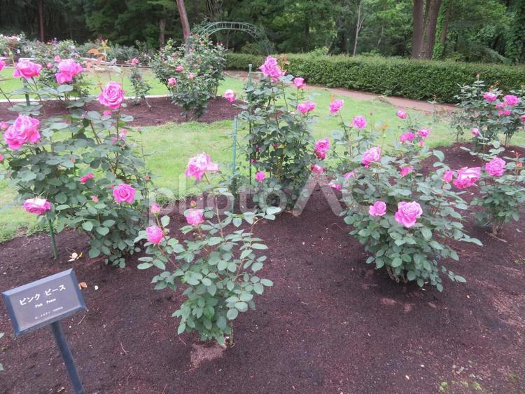 ピンク　ピースという名前のバラ（薔薇） バラ,薔薇,花の写真素材