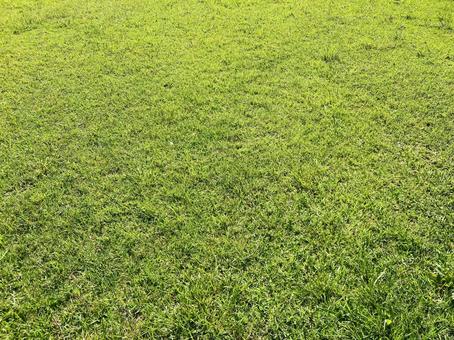 グリーン芝生テクスチャー グリーン芝生テクスチャーの写真