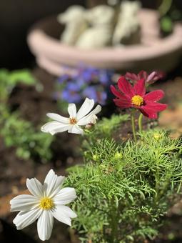 White and red cosmos blooming in the autumn sunlight, JPG