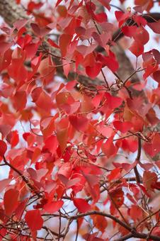赤く色づいた木の葉のクローズアップ 紅葉,赤い葉,秋の写真素材