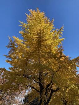 日比谷公園の銀杏と紅葉　青空 日比谷公園,千代田区,秋の写真素材