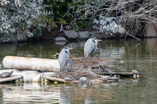 池の中で休むアオサギとカメ 池の中で休むアオサギとカメ アオサギ,カメ,水辺の写真素材