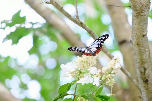 Photo, butterfly, creatures, plant, 