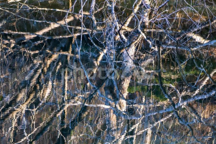 水面の樹木⑶ 木,冬枯れ,リフレクションの写真素材